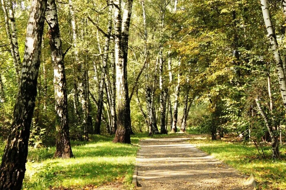 Лесопарки сайт. Московская область химки парк дубки парк дубки. Лесопарки сайт. Раздолье парк московская область. Природный заказник медведковский, москва.