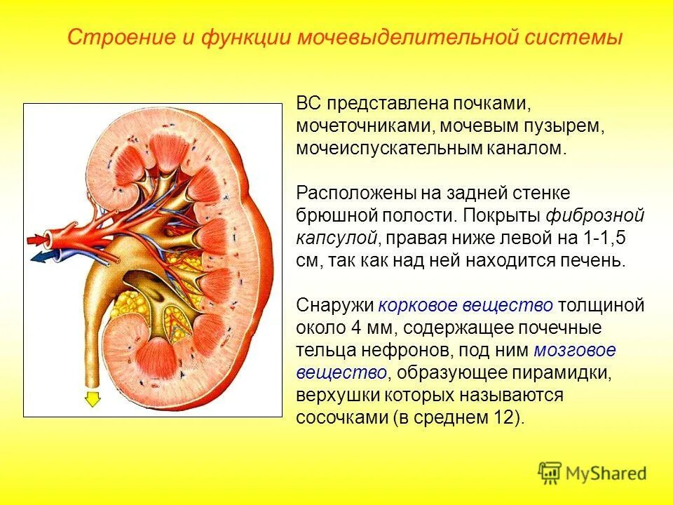 Мочеточники выполняют функцию. Строение выделительной системы строение почки. Выделительная функция строение. Функции почек в выделительной системе. Строение почки и мочевого пузыря.