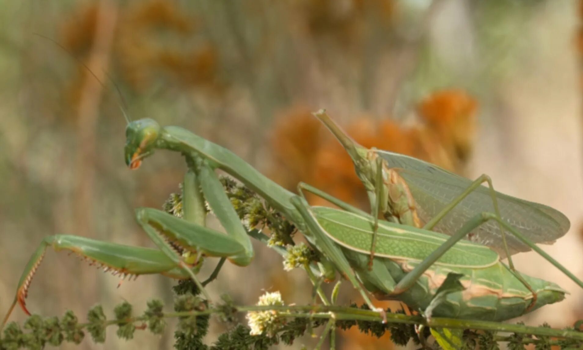 Самец богомола после спаривания. Богомол Mantis religiosa самка. Брачные игры Богомолов. Ischnomantis Gigas богомол. Самка богомола.