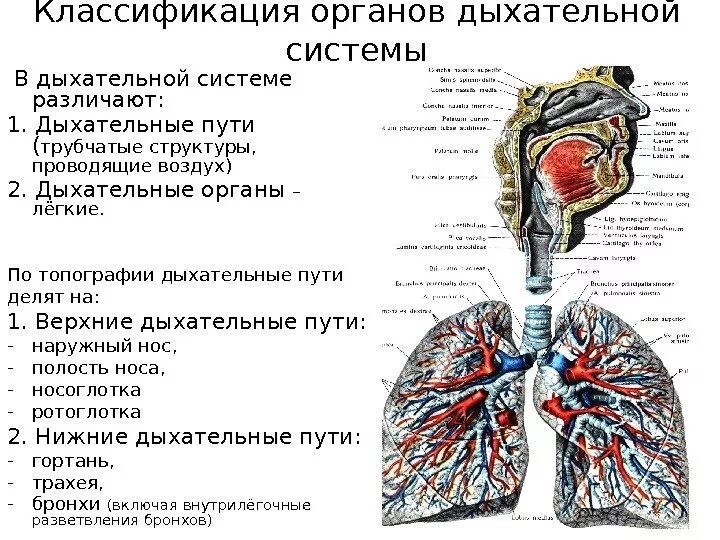 Сколько дыхательных путей. Верхние дыхательные пути схема. схема строения дыхательных путей человека. классификация дыхательной системы анатомия. строение и функции дыхательной системы анатомия.