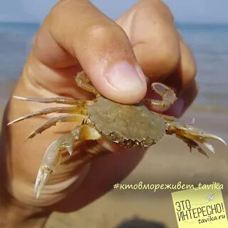 В каких морях водится краб