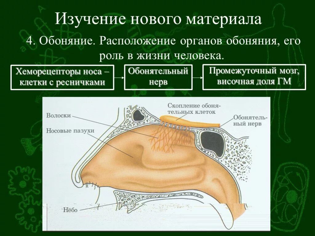 Орган обоняния отделы. Обонятельный анализатор 8 класс биология. Обрнятельныйанализатор органы. Анализаторы биология обонятельный. Обонятельный анализатор строение ЕГЭ.