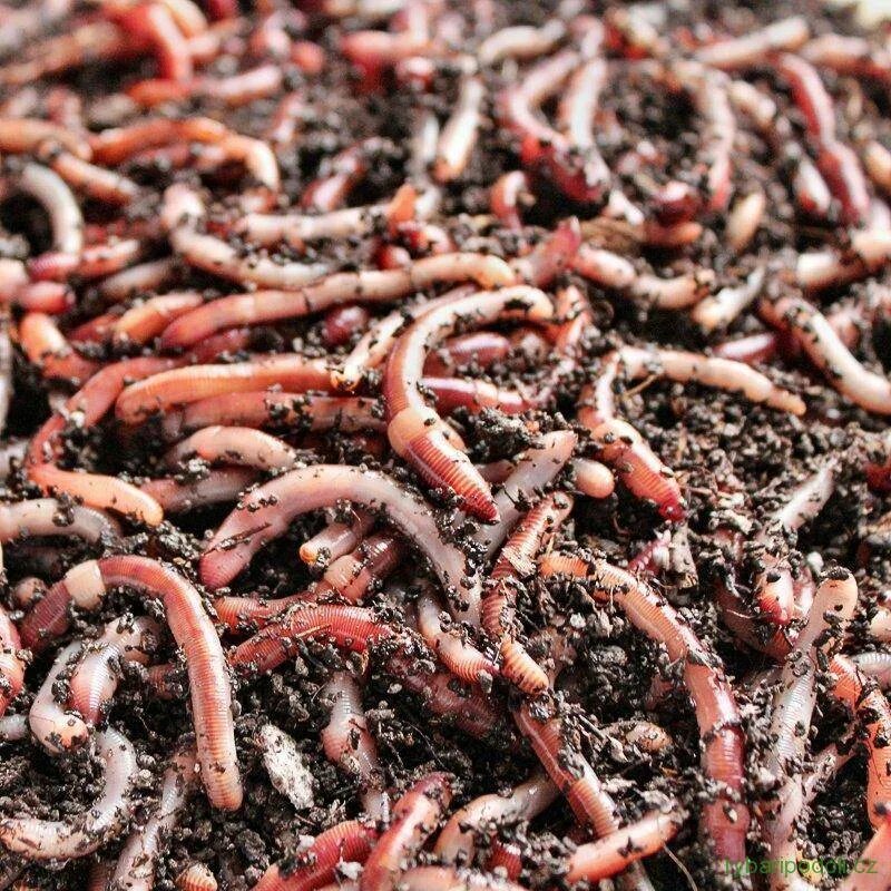 Червь дамбробена зеленая. Червяк земляной выползок. Ловить червяков. Земляной червь наживка. Черви для рыбалки дендробена.
