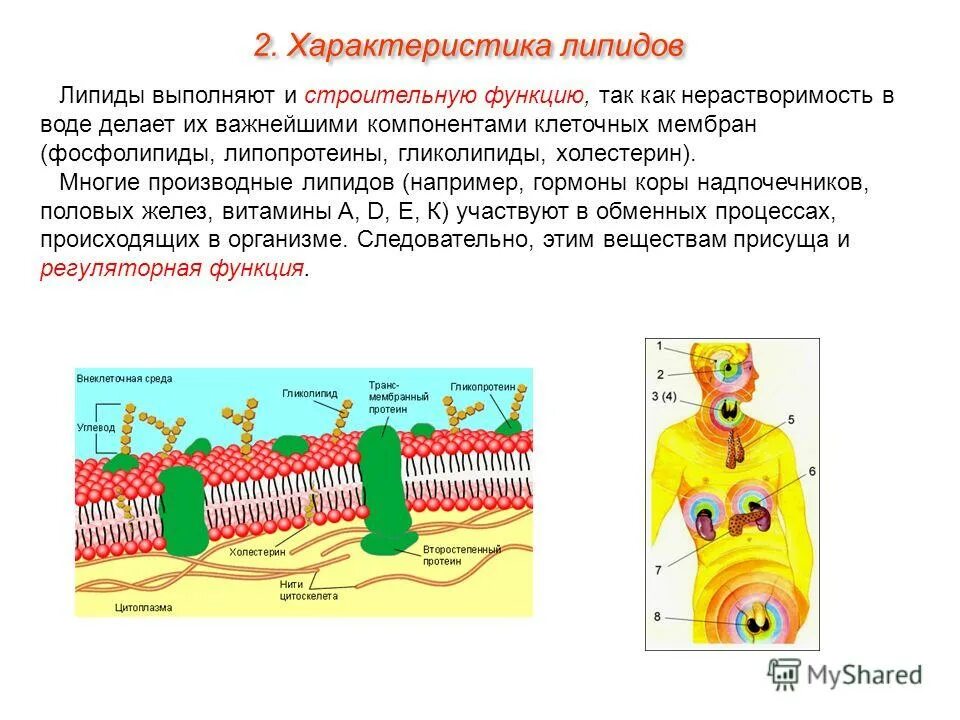 Функцию выполняют липиды в клеточных мембранах. Функции мембранных фосфолипидов в клетке.. что делает липиды важнейшими компонентами клеточных мембран. какие функции выполняют мембранные липиды?. функции липидов строительная функция липидов.