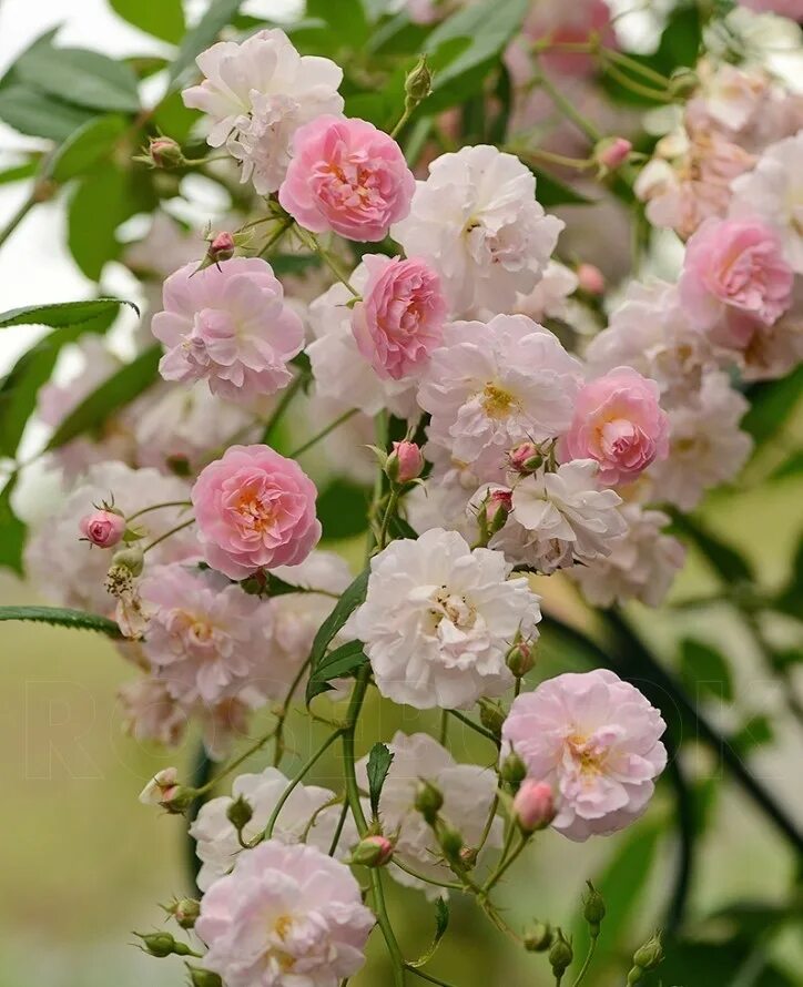 бризе парфюм