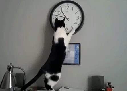 Крутить кота