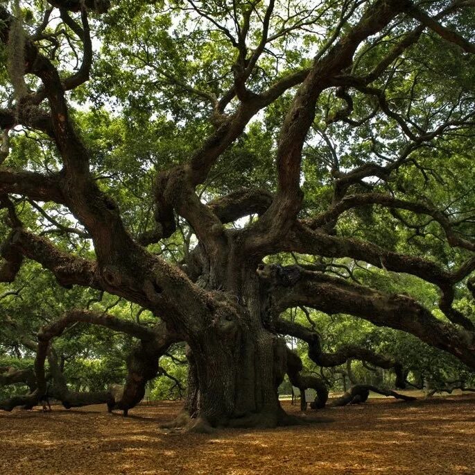Вечнозеленый дуб в японии. Нанму дерево. Дуб зеленый пушкин кот ученый. Дуб зеленый пушкин кот ученый. Иди в дуб.