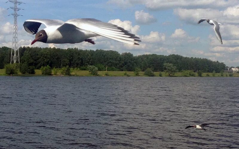 Снт чайка купавна. Красивая чайка. Чайка два в дубне. Чайки над волгой. Чайки на волге.