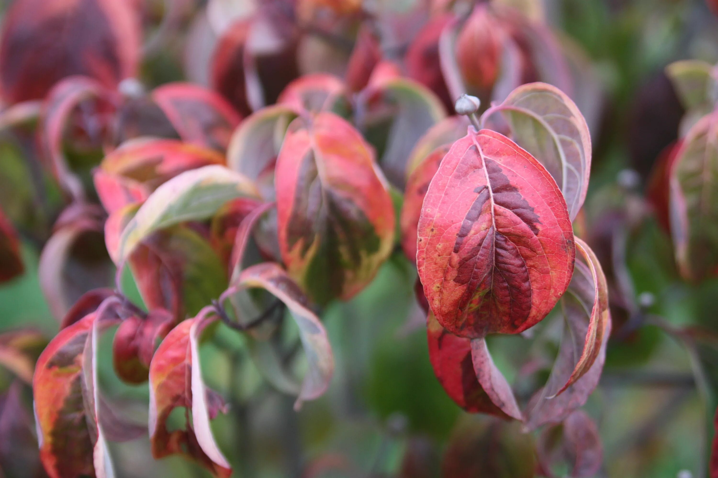 Дерен красный купить. Дерен кроваво-красный. Дерен Cornus sanguinea. Дерен кроваво-красный compressa. Дерен кроваво-красный Винтер Бьюти.