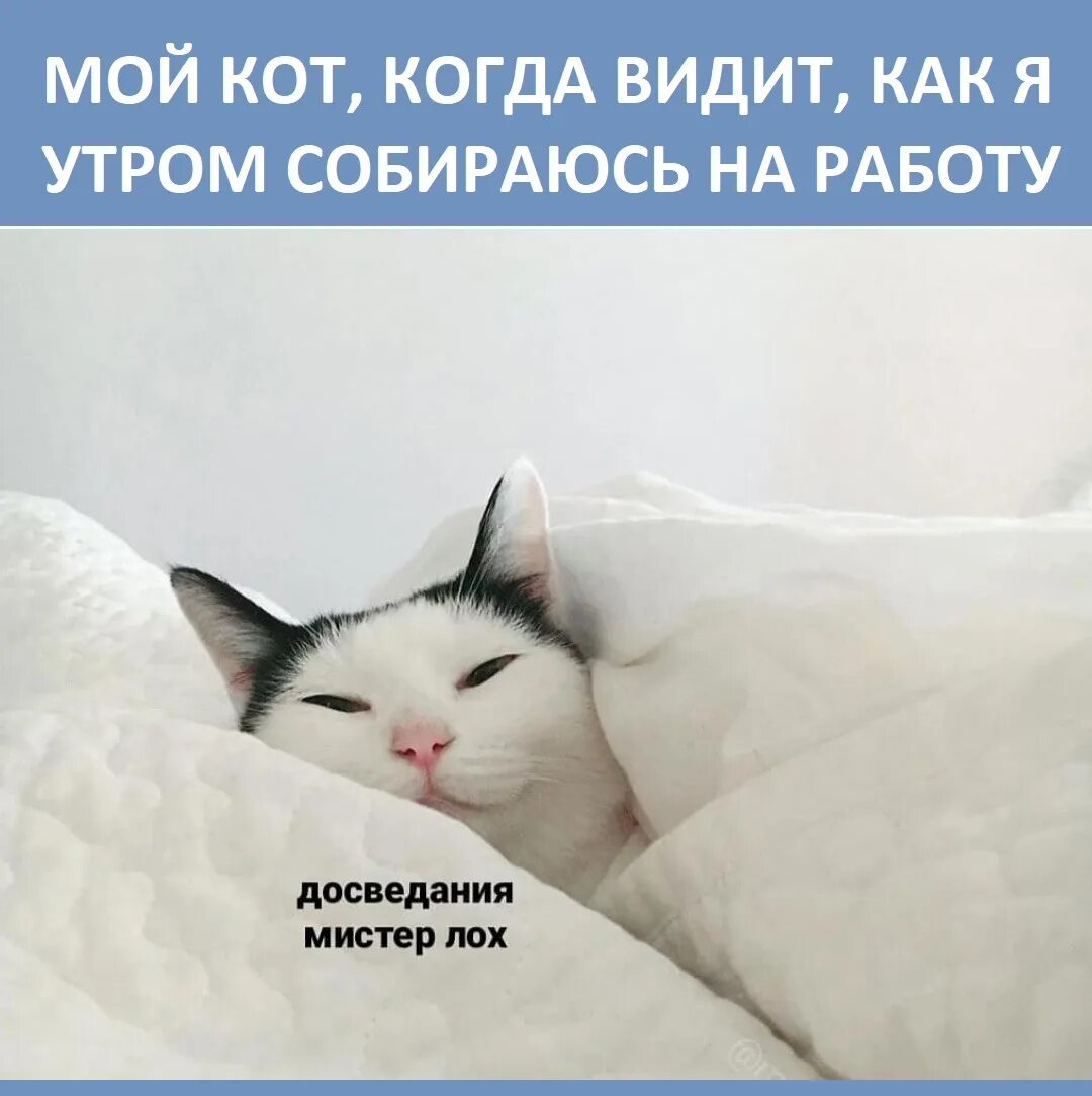 Повторяю каждый день в надежде поспать. Кот проснулся. Утренние мемы с котами. Сонное утро. Доброе утро Сонный кот.