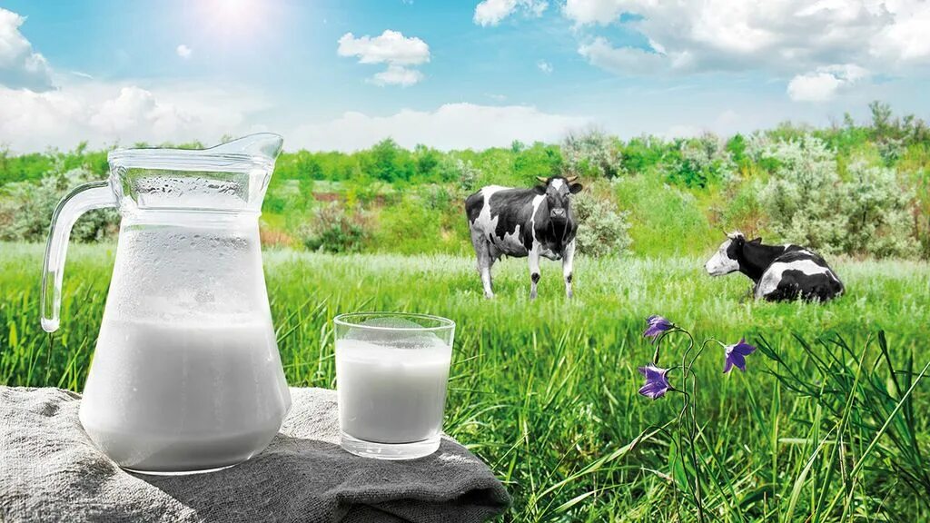 Человек доит корову. Дойная корова. Доение коров. Какое молоко из под коровы. Какое молоко из под коровы.