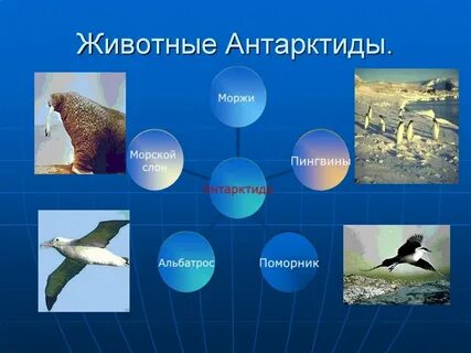 Антарктида животные и растения