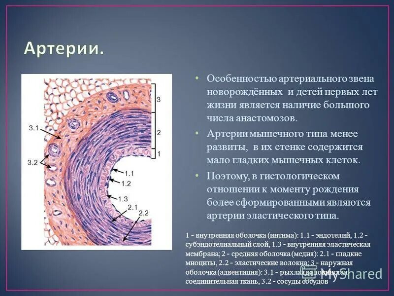 Артерии мышечного типа примеры. Артерии мышечного типа примеры. Артерия и вена мышечного типа гистология препарат. Артерия мышечного типа гистология. Артерии мышечного типа примеры.