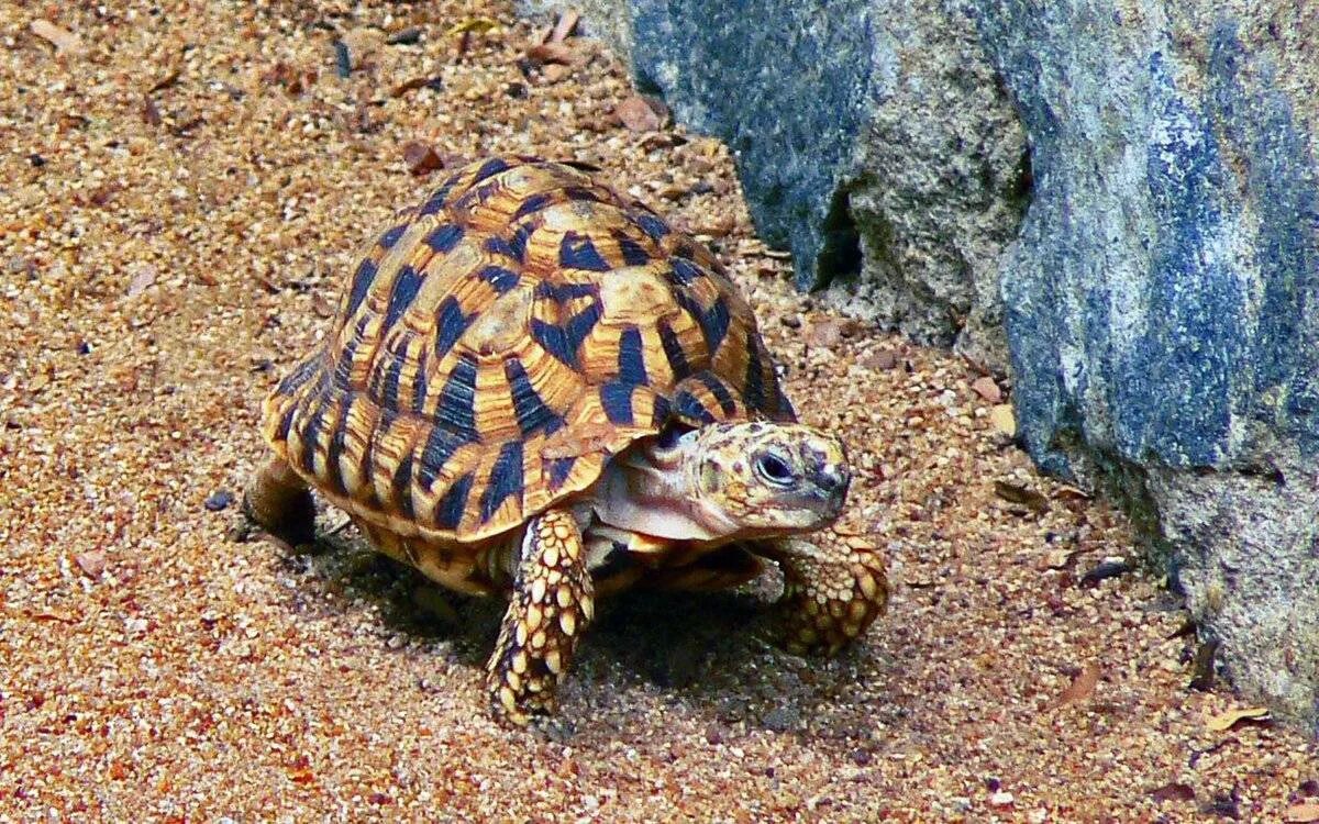 Звездчатая сухопутная черепаха. Индийская звездчатая черепаха. Псевдогеографическая черепаха. Леопардовая черепаха.