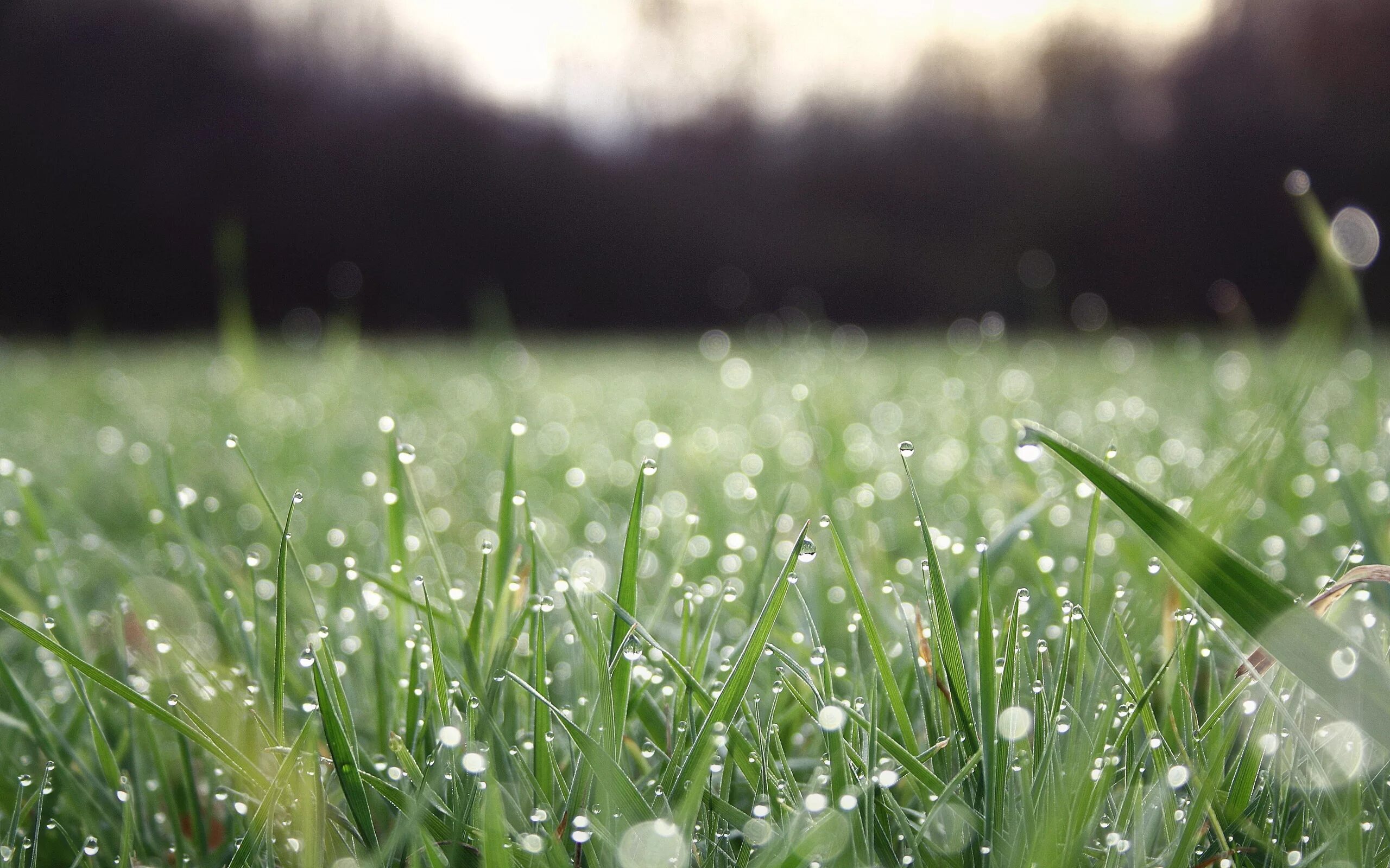 Воздух пахнет свежестью. Роса на траве. Красивая трава. Трава после дождя. Свежая трава с росой.