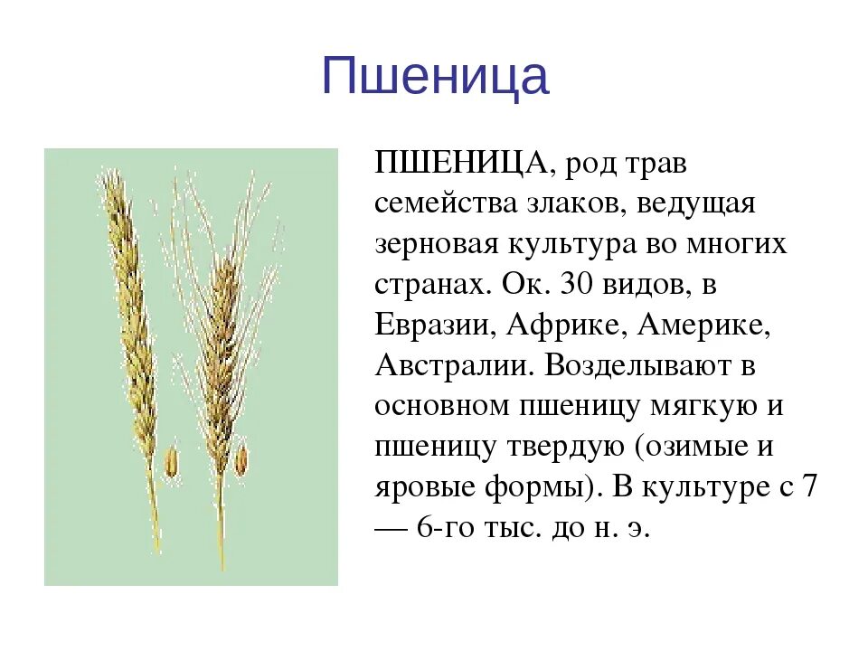 Роды злаковых. Злаковые Мятликовые строение. Растения семейства злаковые пшеница. Культурные растения семейства злаки. Цветок злаковых растений.