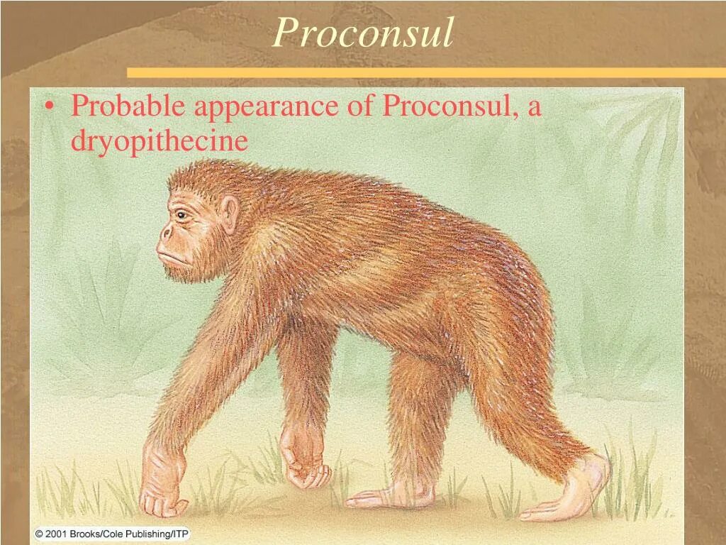 Проконсул антропогенез. Проконсул. Проконсул. Proconsul род. Проконсул обезьяна.