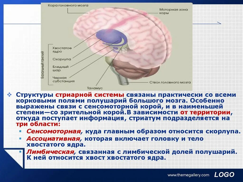 Образование головного мозга код. Стриарная система. Структура стриарной системы. Строение паллидарной системы. Физиология стриарной системы.