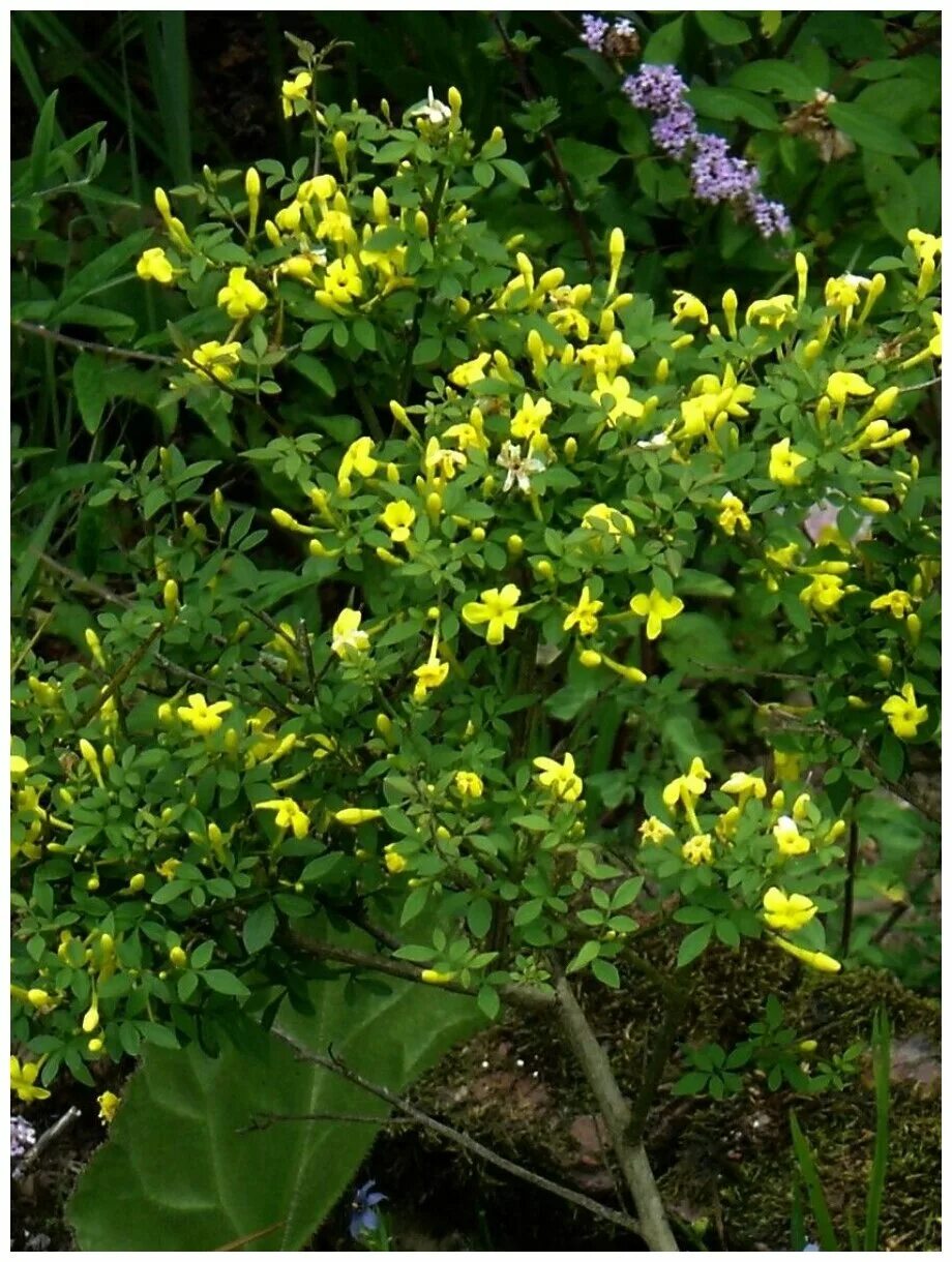 Jasminum Humile Revoltum Shade plants, Garden, Jasmine