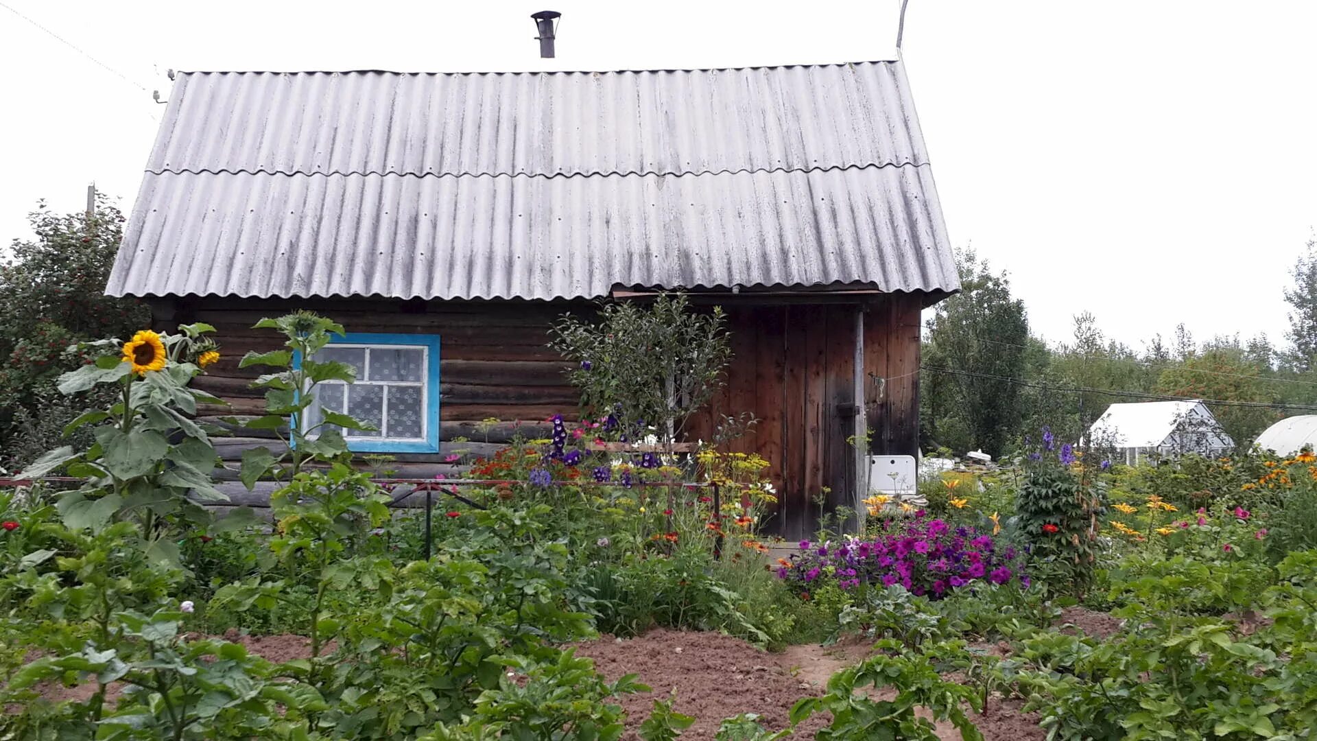 Местность садоводства росинке барнаул. Авито канск дача. Местность садоводства росинке барнаул. Маяк 62 лебяжье садоводство. Садоводство росинка.