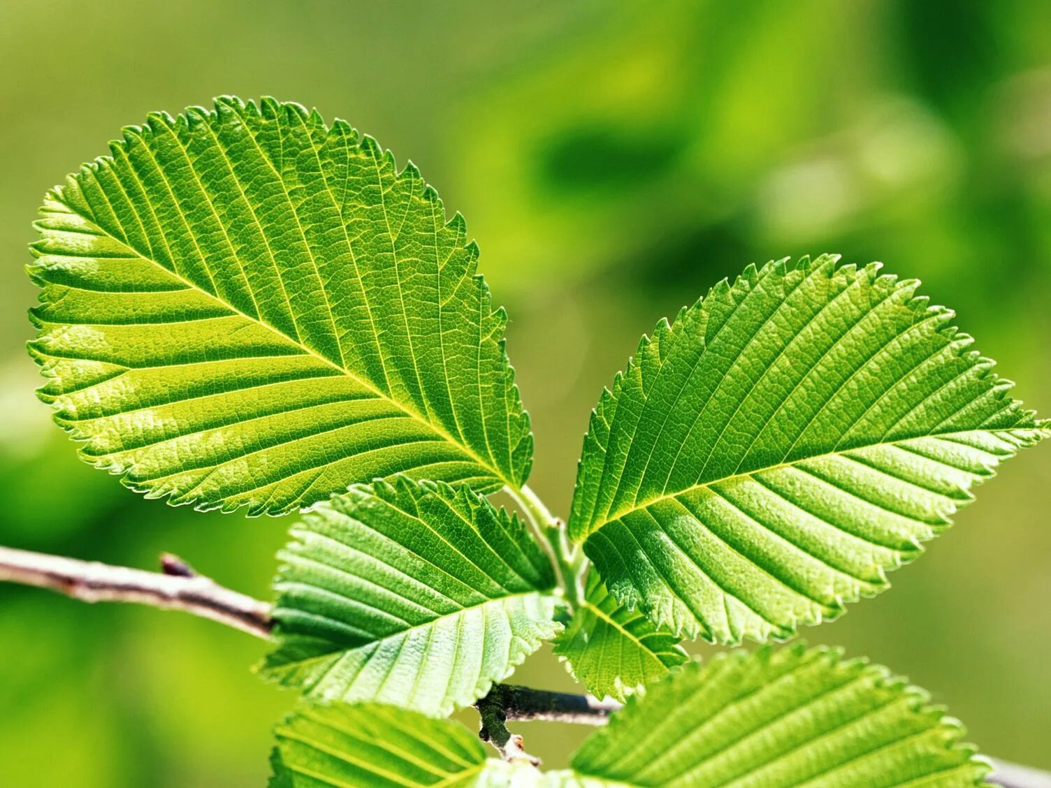 Ulmus laevis. Вяз гладкий семена. Вяз дерево листок. Вяз гладкий листья.