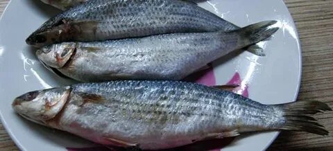 Как вкусно засолить кефаль