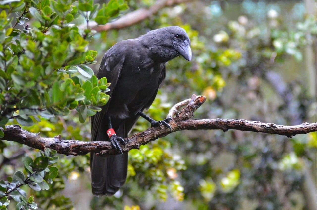 На каком материке обитает ворон обыкновенный впр. Новокаледонский ворон. Corvus hawaiiensis. Гавайский ворон. Ворон обыкновенный.