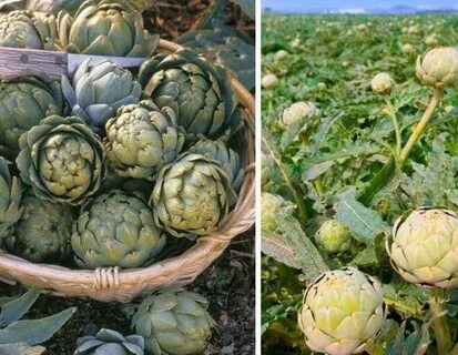 Как вырастить артишоки в средней полосе