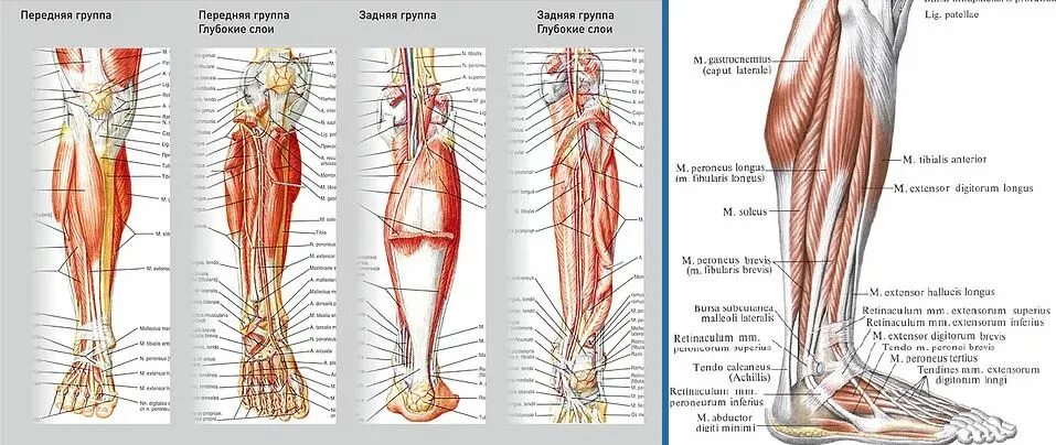 Голень у человека где находится 4 класс. Мышцы голени топографическая анатомия. Анатомия нижней трети голени. Топография голени топографическая анатомия. Анатомия большеберцового и малоберцового нерва.