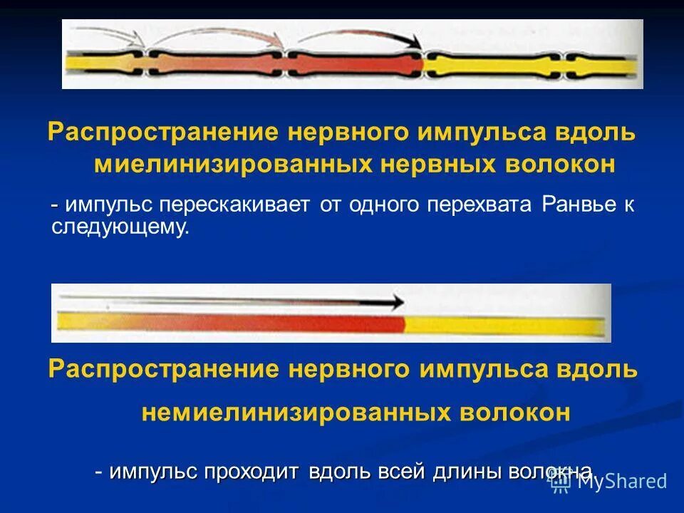 Проведение нервного импульса. Передача нервного импульса в цнс. Схема проведения нервного импульса. Центральный нейрон. Передача немного иимпульса.