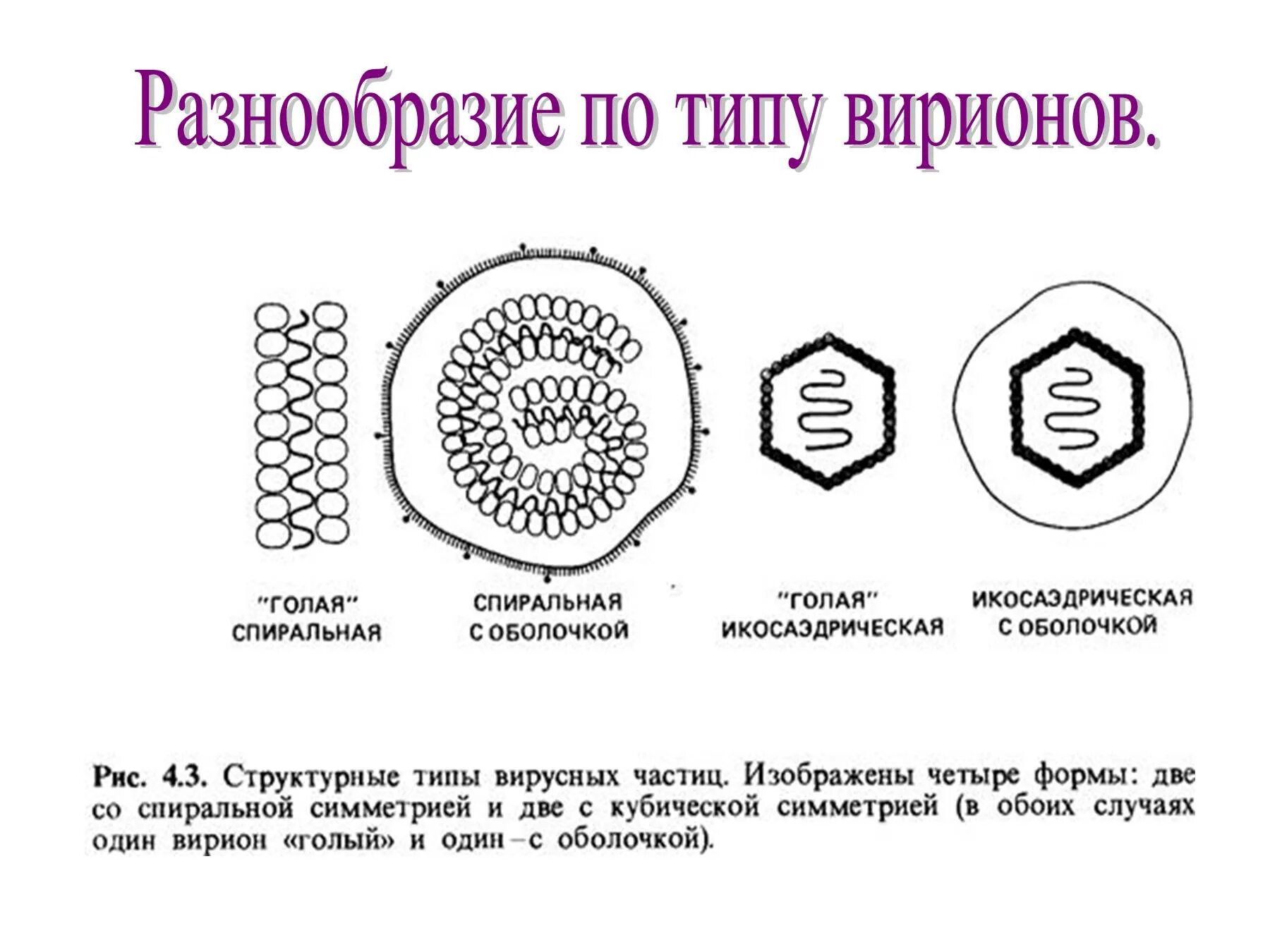 Виды типы вирусов. Классификация вирусов по форме вириона. Строение и основные типы симметрии вирусов. Типы симметрии вирионов вирусов. Разнообразие форм вирусных частиц.