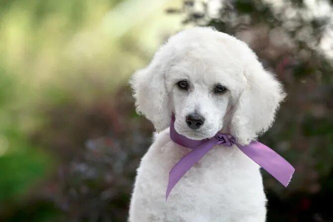 Щенок пудель девочка. Французский пудель карликовый. Карликовый пудель карликовый. Пудель стандарт. Пудель карликовый золотистый.