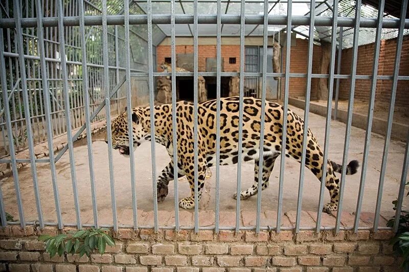 Вольер для леопарда. Животные Калининградского зоопарка. Пражский зоопарк животные. Клетка леопарда в Новосибирске.