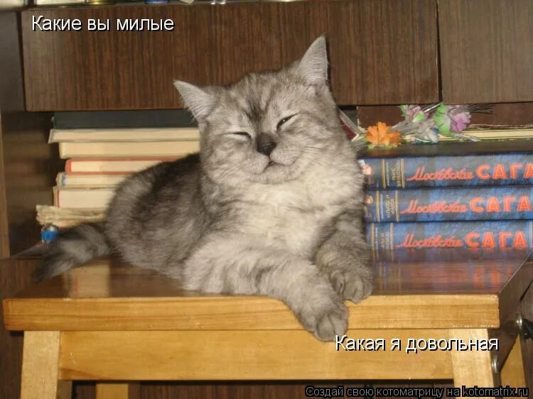 серая ворона птица. я доволен сорока новыми книгами. я доволен сорока новыми книгами. бабочка за окном. ворон умная птица.