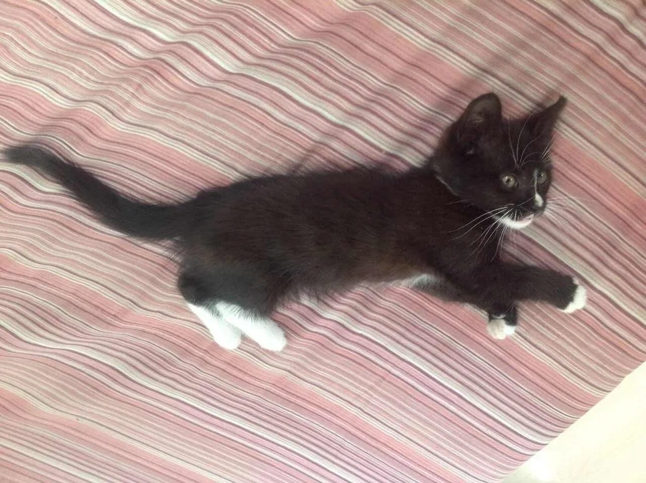 Коты с белыми лапками. Кошка с белыми лапками. черный котенок с белой грудкой. котенок с белыми лапками. черный кот с белыми лапками.