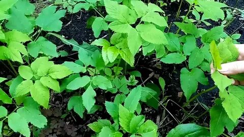 Сныть можно ли курам