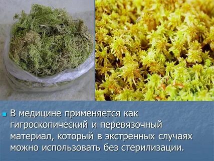 Отдел моховидные 6 класс презентация