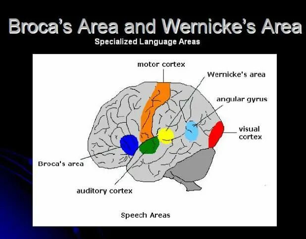 Brain languages. Broca s area and Wernicke s area. Broca's area Wernicke's area. Visual Cortex. Модель Вернике Гешвинда.