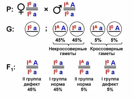Запиши число гамет