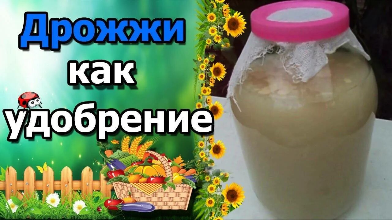 Как развести дрожжи для рассады томатов. Дрожжевая подкормкадля рассалы. подкормка дрожжами растений. удобрение из дрожжей для рассады огурцов. дрожжевая подкормка для растений.
