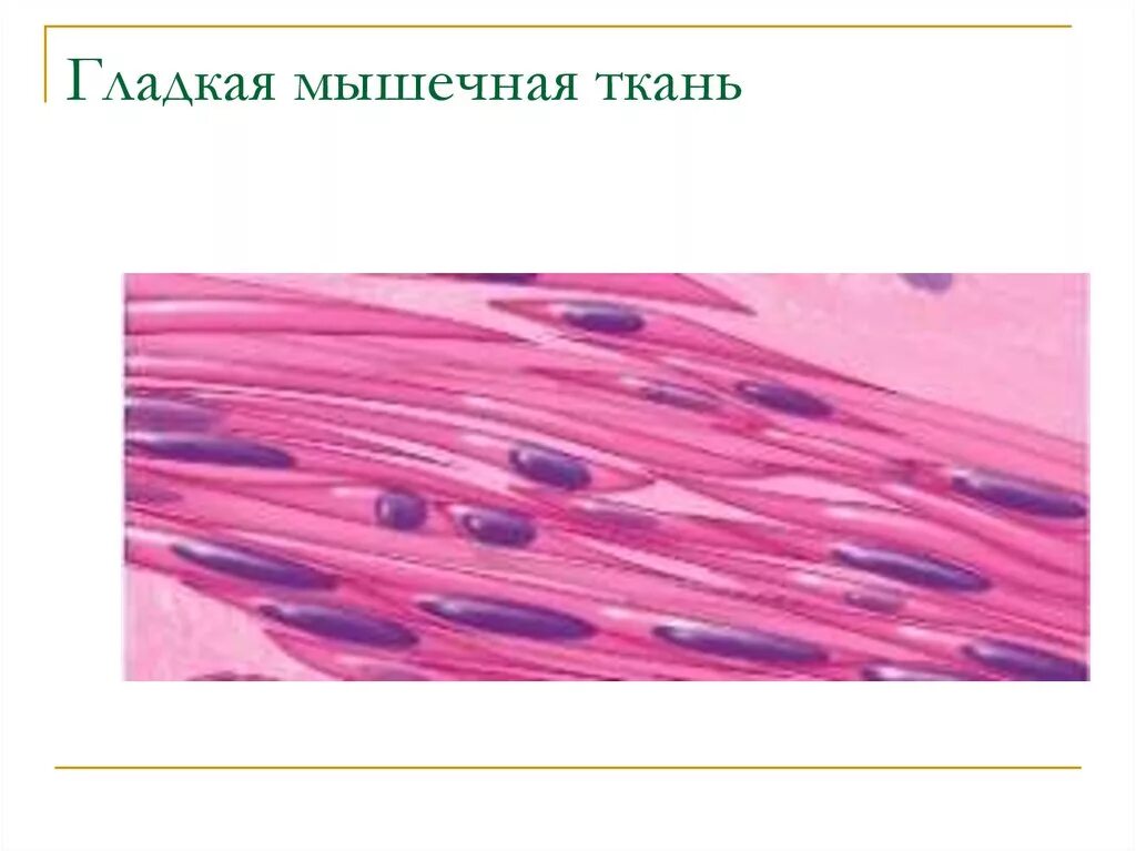 Гладкие мышцы многоядерные. Миоциты гладкомышечной клетки. Гладкая мышечная ткань микропрепарат. Гладкая ткань. Гладкие мышцы под микроскопом.