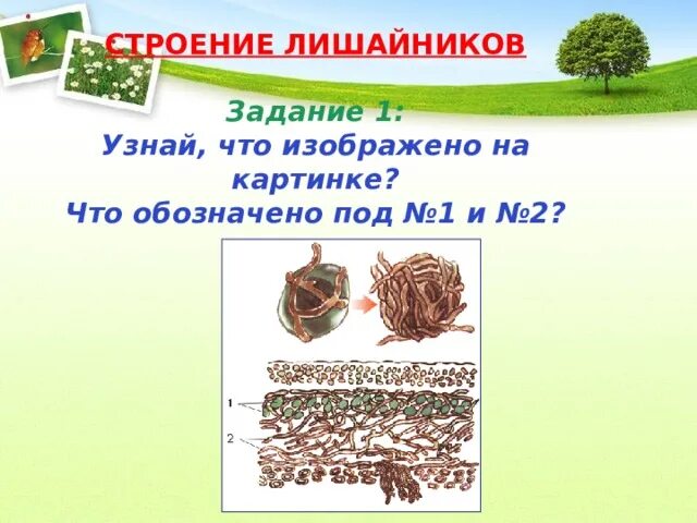 Строение лишайника задание ЕГЭ. Задание № 1. строение лишайников. Лишайники ЕГЭ биология теория. Лишайник трофический уровень.