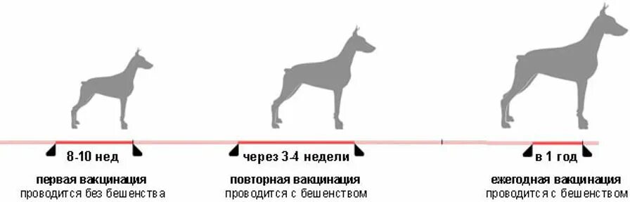 Вакцинация щенков немецкой овчарки таблица. Прививки собакам по возрасту таблица чихуахуа. Прививки щенкам по возрасту чихуахуа. Вакцинация собак график.