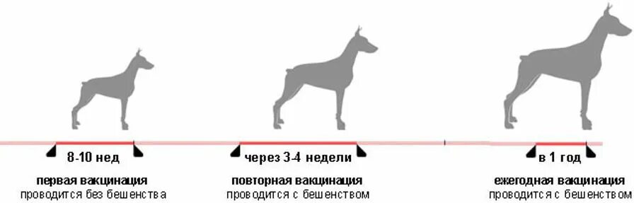 Сколько надо прививок собаке. Вакцинация щенков немецкой овчарки таблица. Прививки собакам по возрасту таблица чихуахуа. Прививки щенкам по возрасту чихуахуа. Вакцинация собак график.