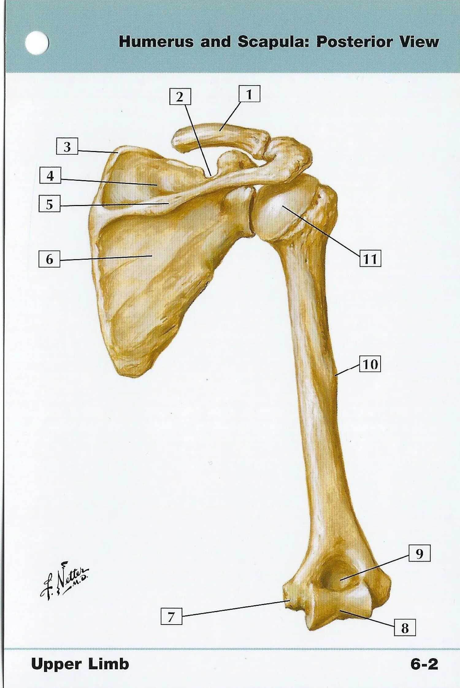 Humerus анатомия. Анатомия плечевой кости и лопатки. Левая плечевая кость анатомия. Шейки плечевой кости анатомия.