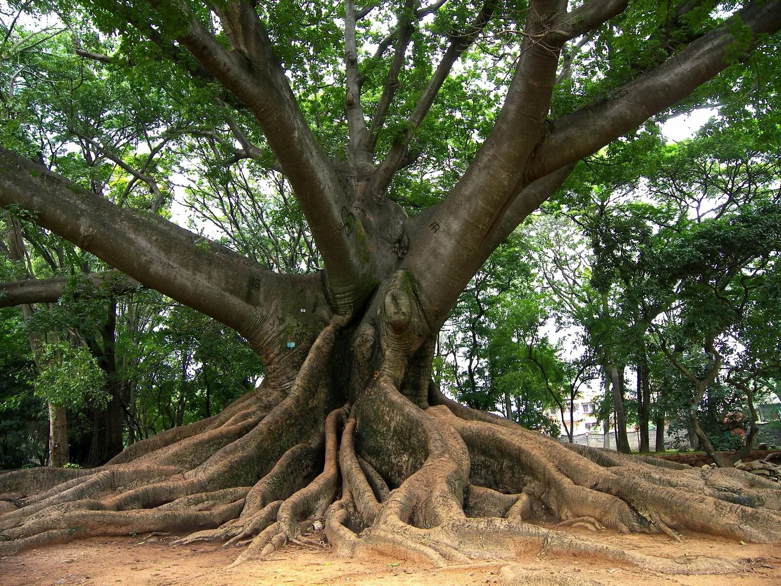 Деревья в южной америке названия. Сейба дерево в Южной Америке. Хлопковое дерево Сейба. Сейба в Африке. Куба дерево Сейба.