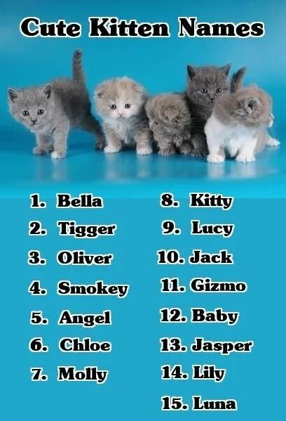 Кошачьи имена для девочек. Красивые имена для кошек девочек. Красивые имена для котят девочек. Имя для кошечки девочки красивое.