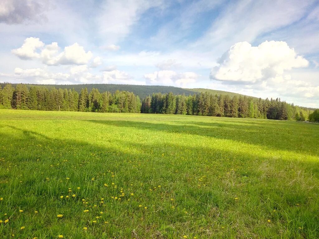 Природа Куединского района. Краснояр Куединский район. Село Краснояр Куединского района Пермского края. Растительный мир Куединского района. Краснояр пермский край