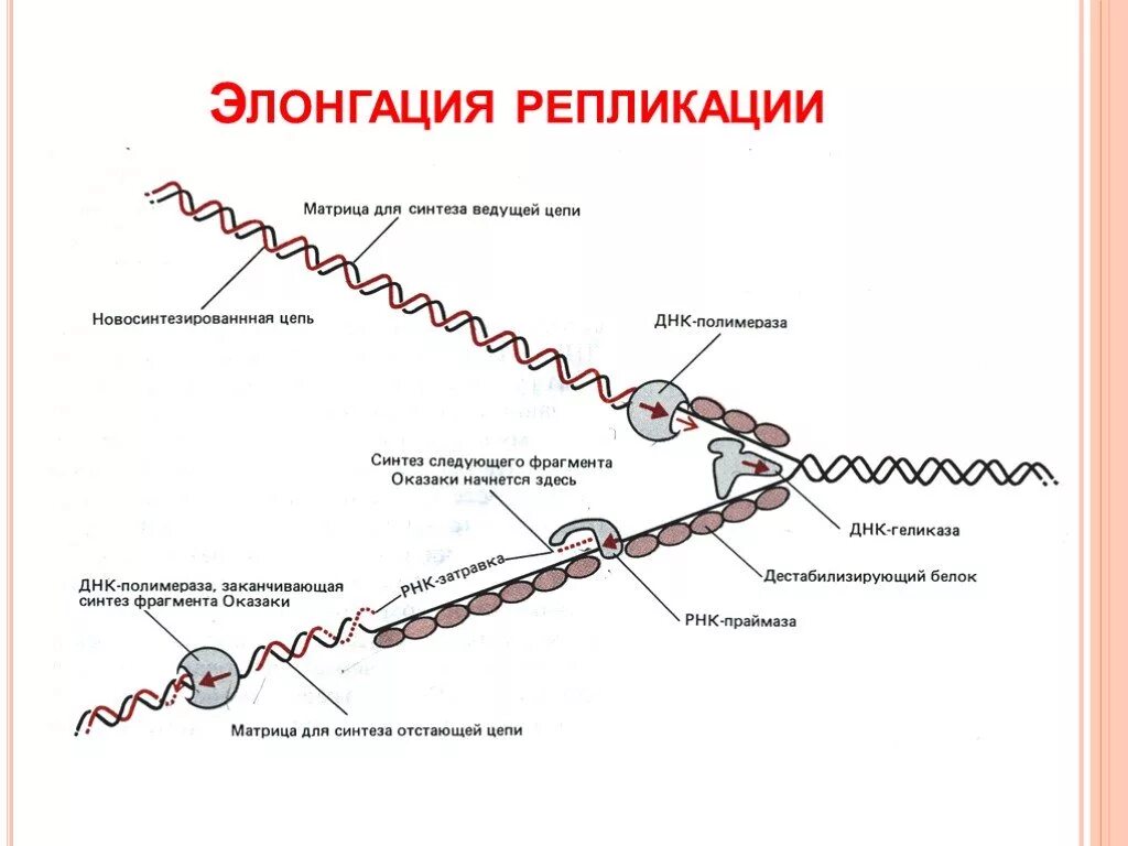 Матрица репликации. Элонгация репликации днк. репликация днк стадии терминация. этапы элонгации репликации. элонгация днк схема.