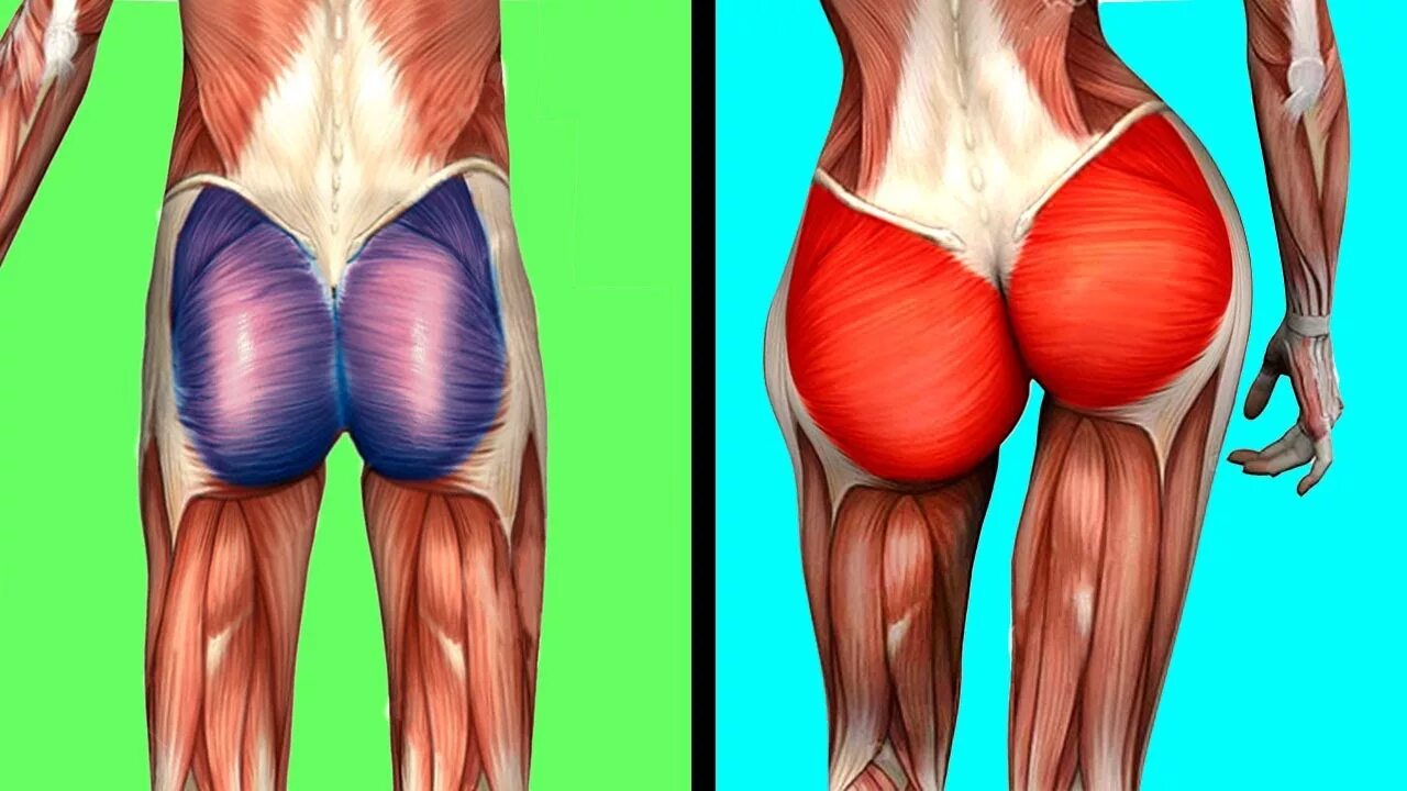 Сильно болят ягодицы. Мышцы ягодиц анатомия. Глютеус Максимус мышца. Ягодичные мышцы анатомия строение. Большая ягодичная мышца анатомия упражнения.